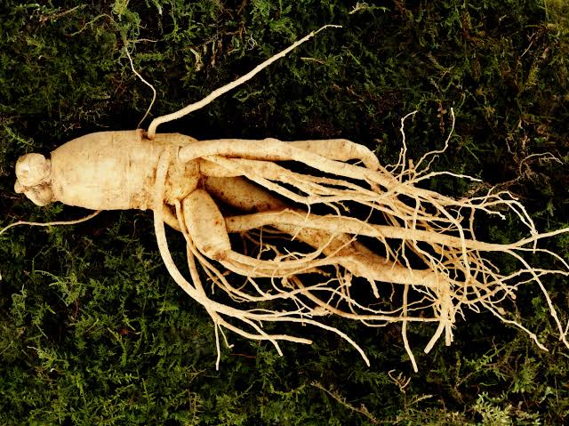 Was ist Ginseng? Vorteile, Anwendung und Bedeutung für Männer